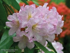 wallpaper-rhododendron