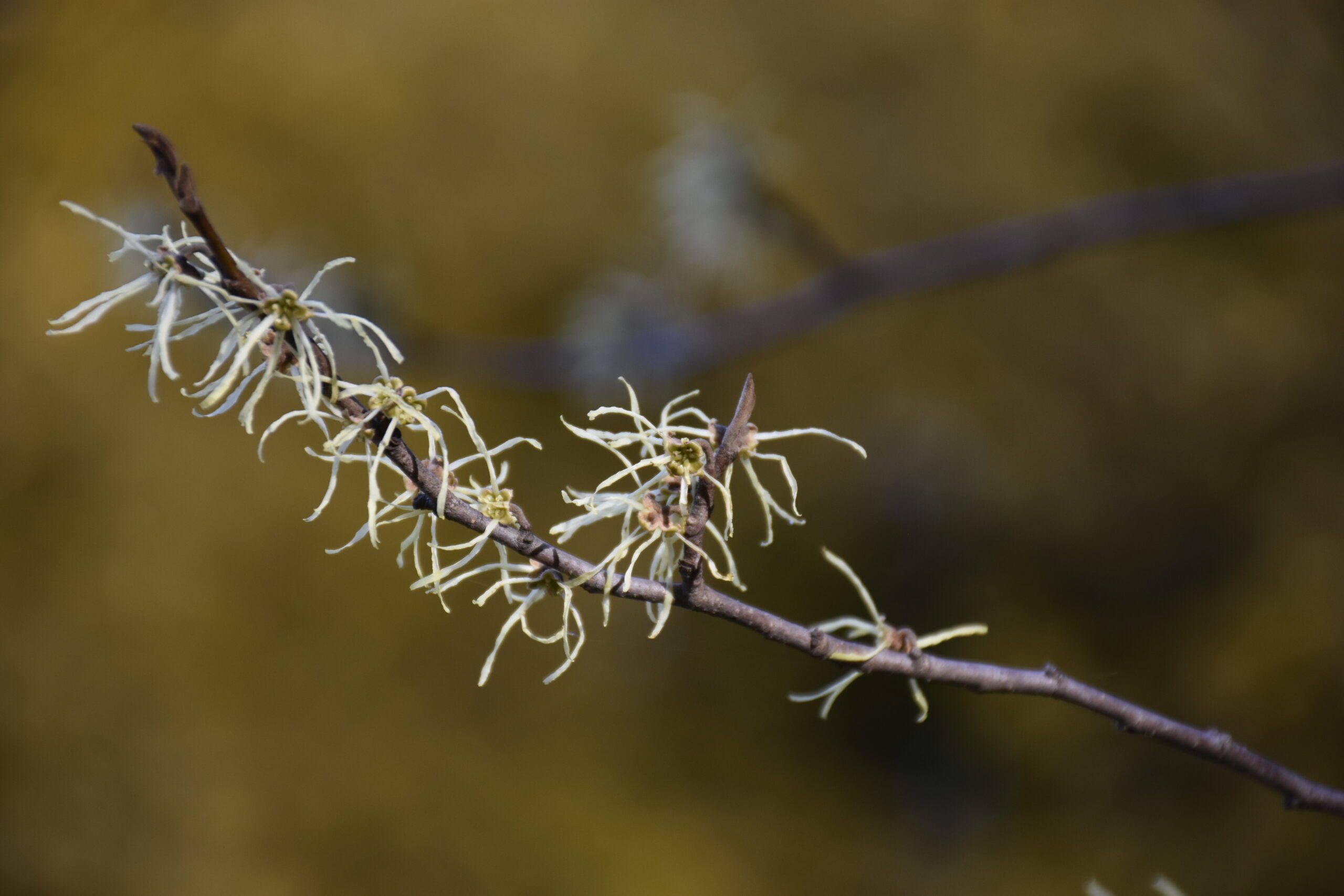 Common Witch-hazel