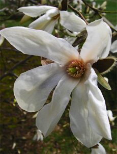 Magnolia 'Wada's Memory'