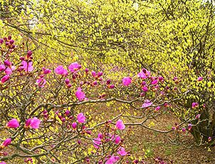 winter hazel with Korean azalea 