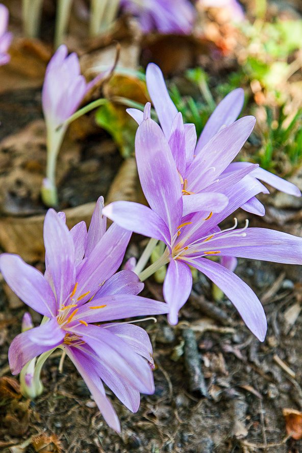 colchicum