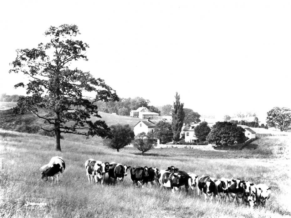 By 1926 the Winterthur herd consisted of more than 300 registered Holsteins.