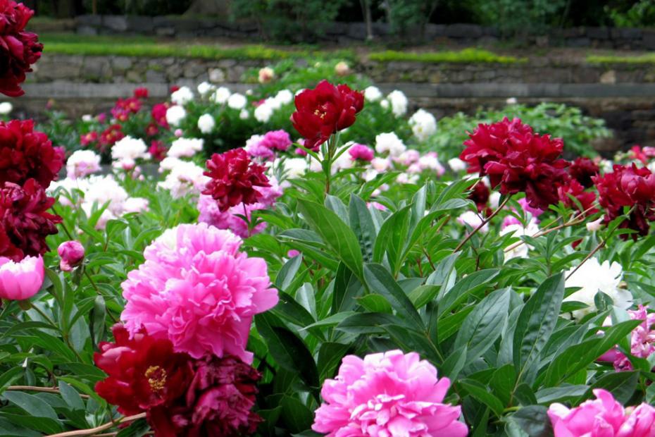 Longwood Gardens Membership Promo Code 2018 cigarettedoree