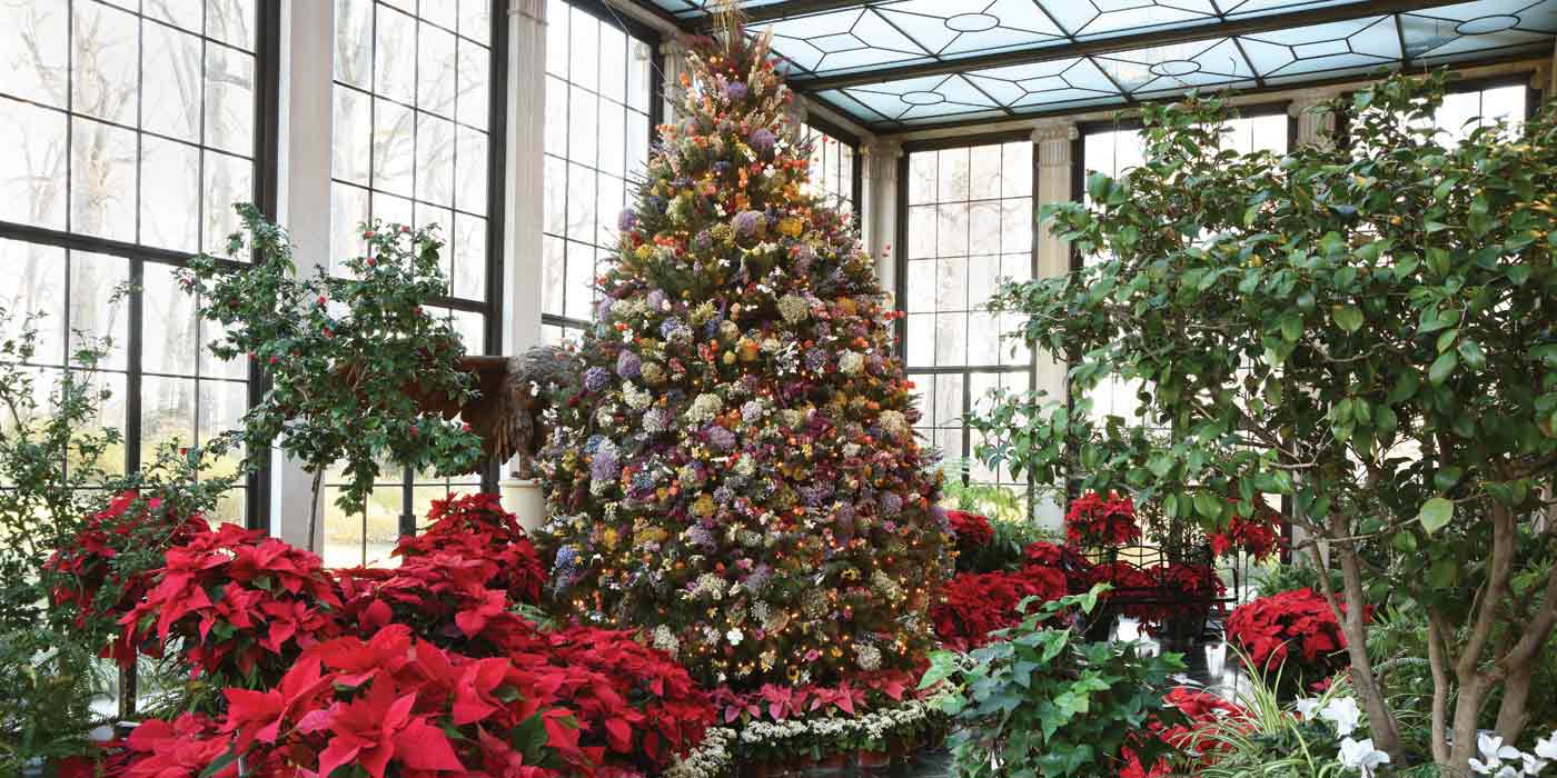 Yuletide Dried Flower Tree with poinsettias in the Conservatory