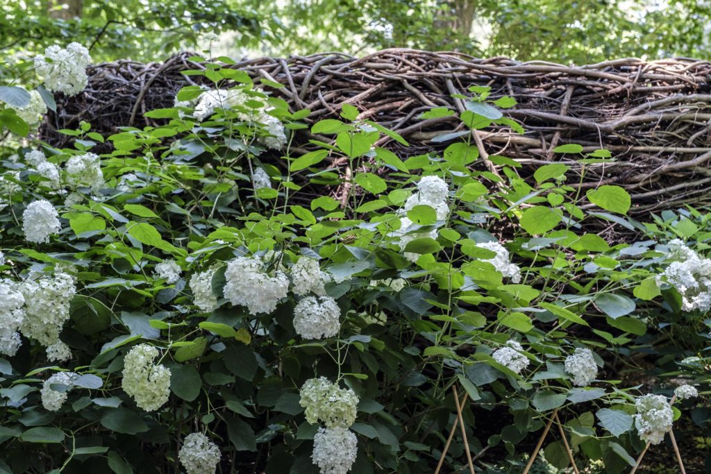 Image of False Hydrangea (Hydrangea hirta) on Pinterest