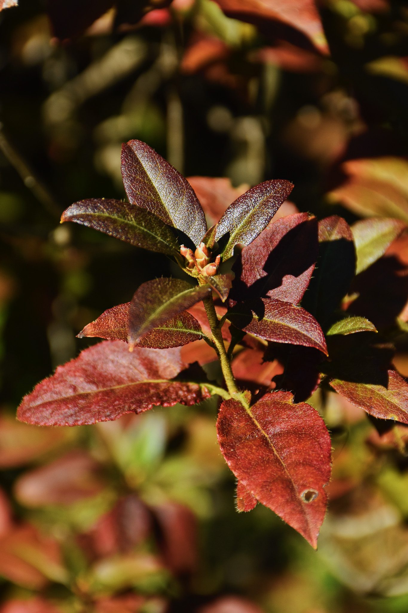 Small-leaved rhododendron