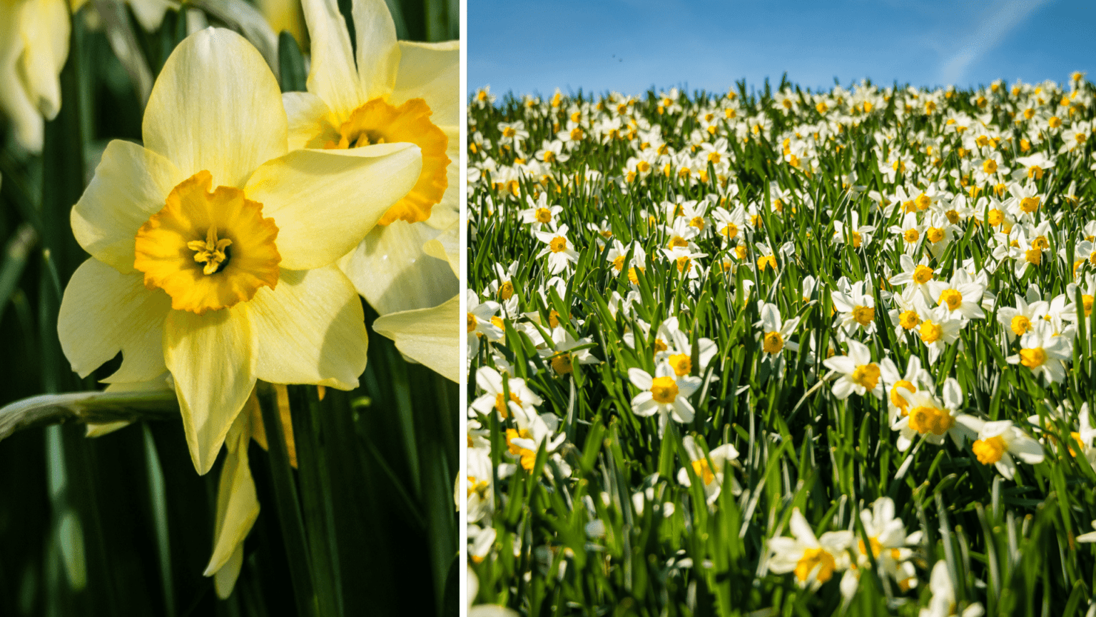 120 Years of Daffodils - Winterthur Museum, Garden & Library