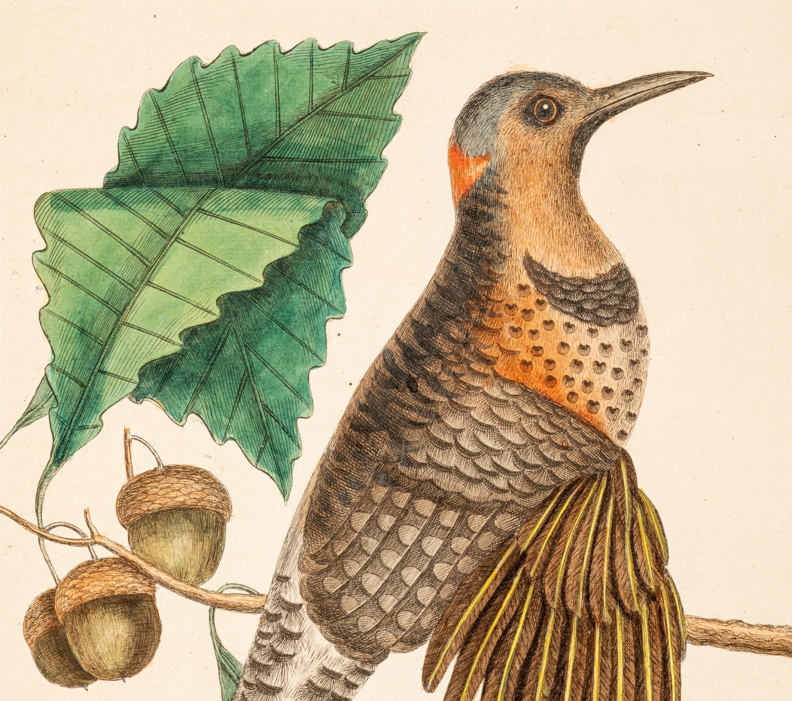 Detail of Gold-winged Woodpecker