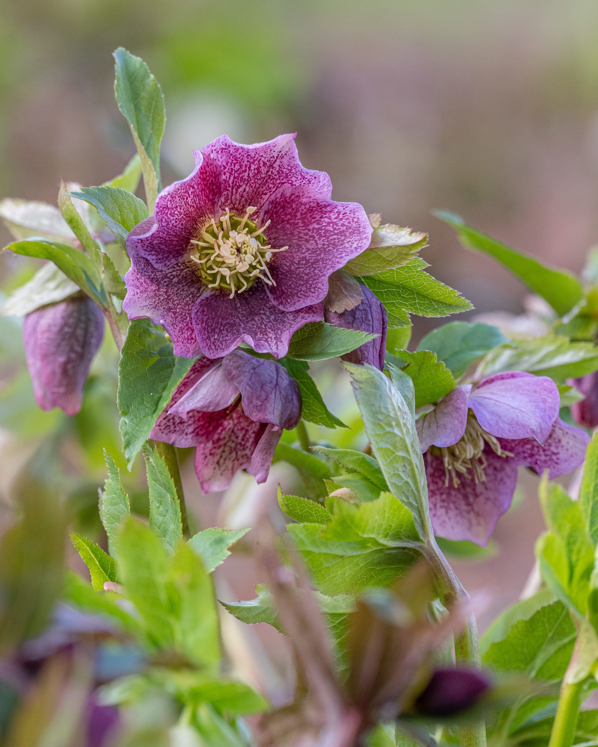 Garden_02-2023-Tercha-69