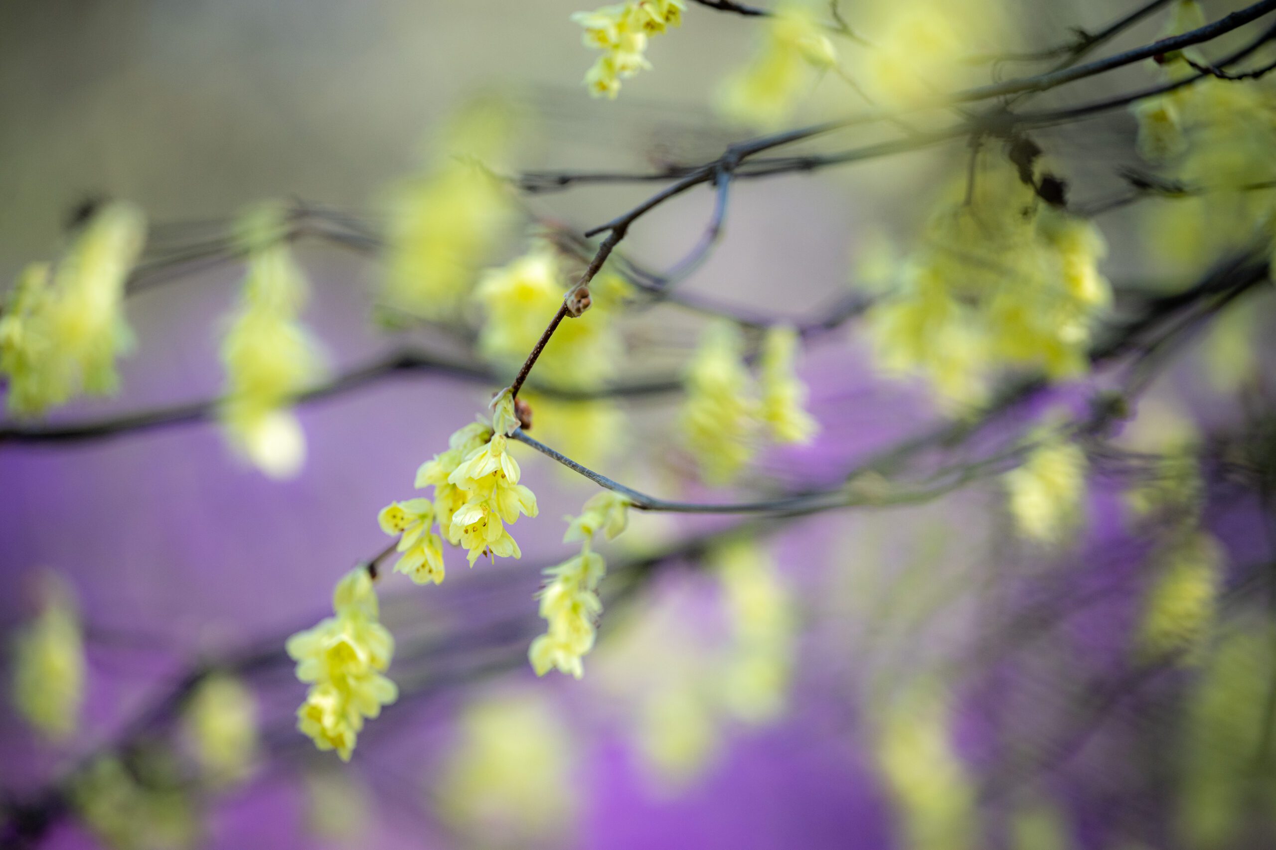 Garden_03-2022-Tercha-31