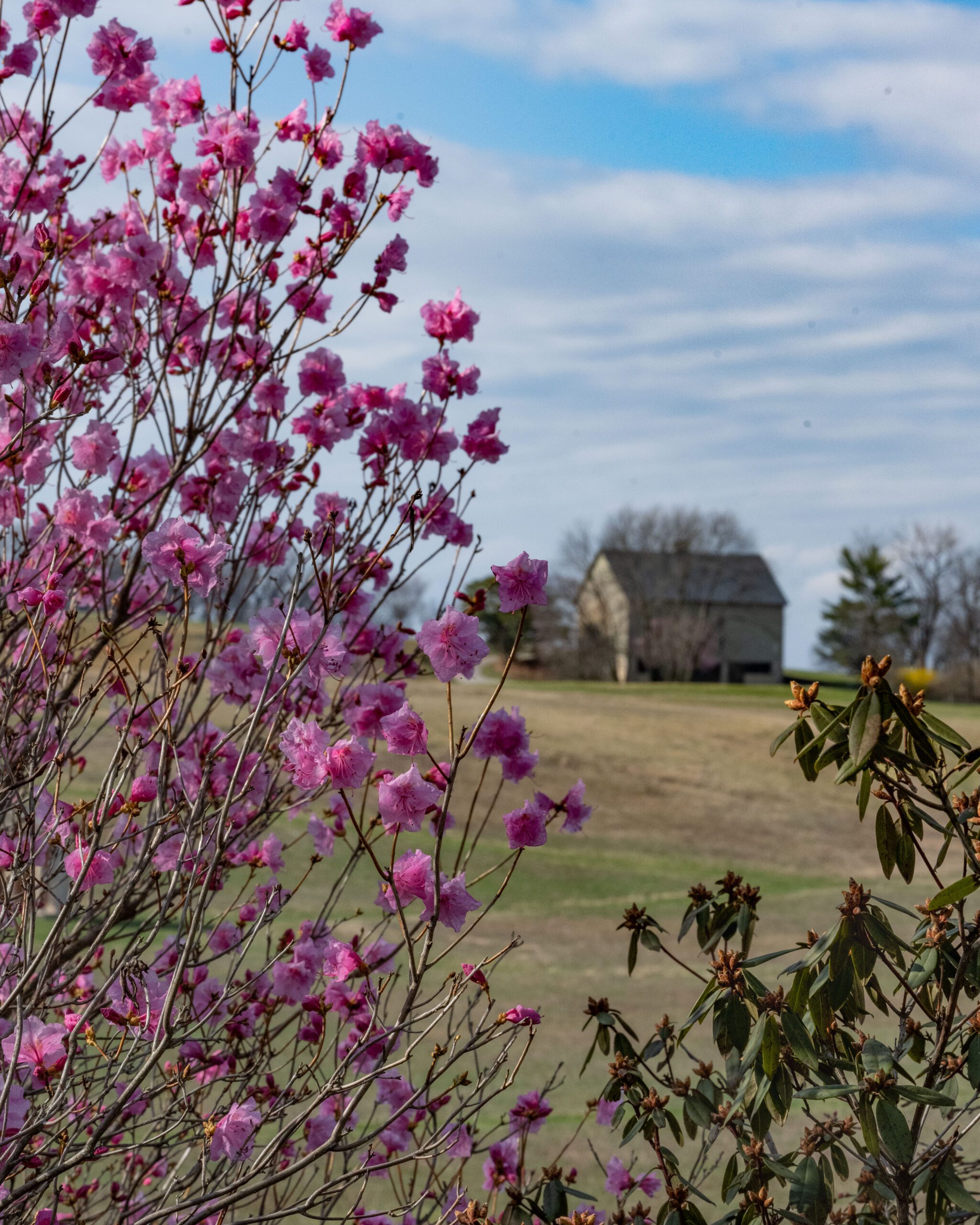 Garden_03-2022-Tercha-39