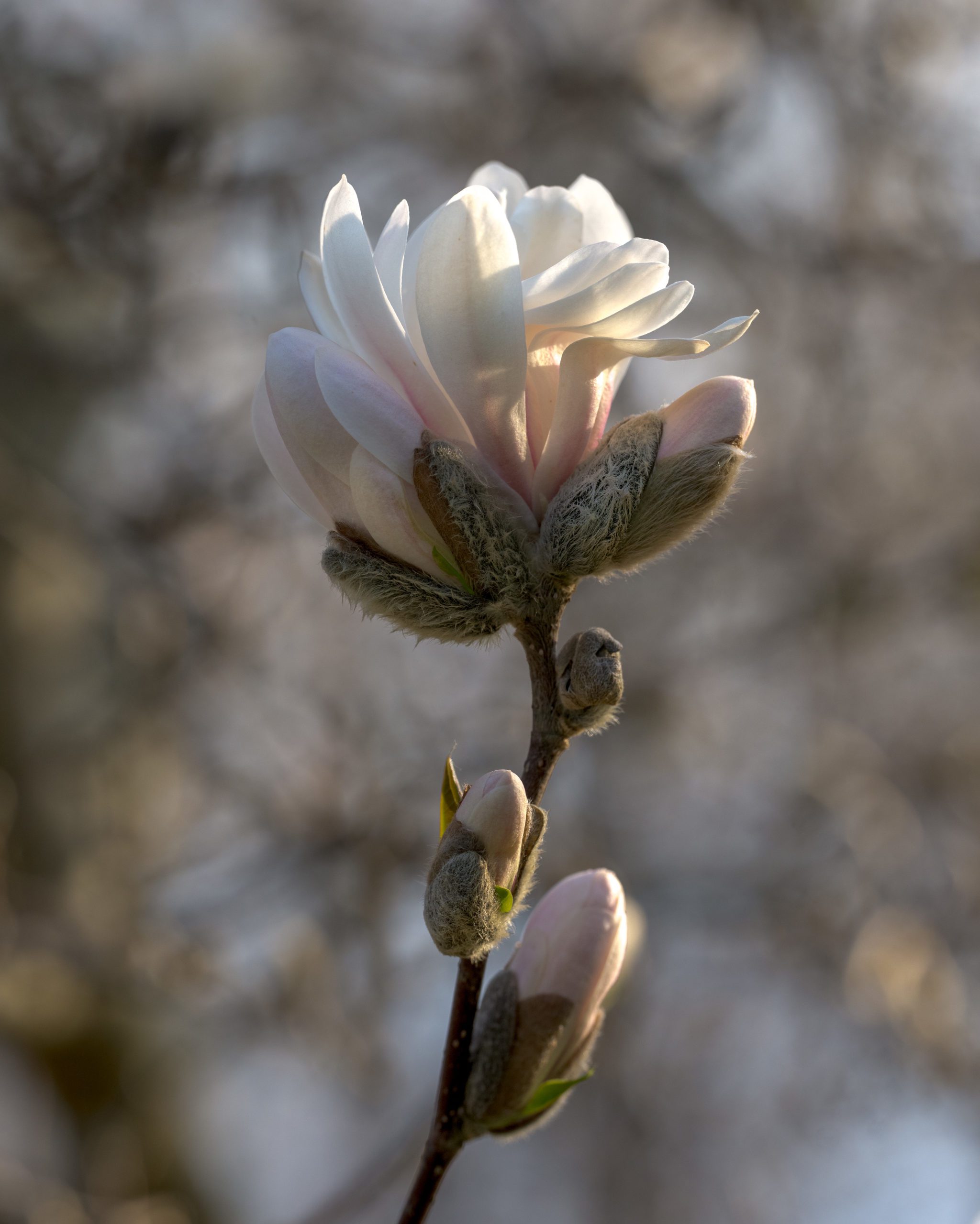 Garden_03-2022-Tercha-52