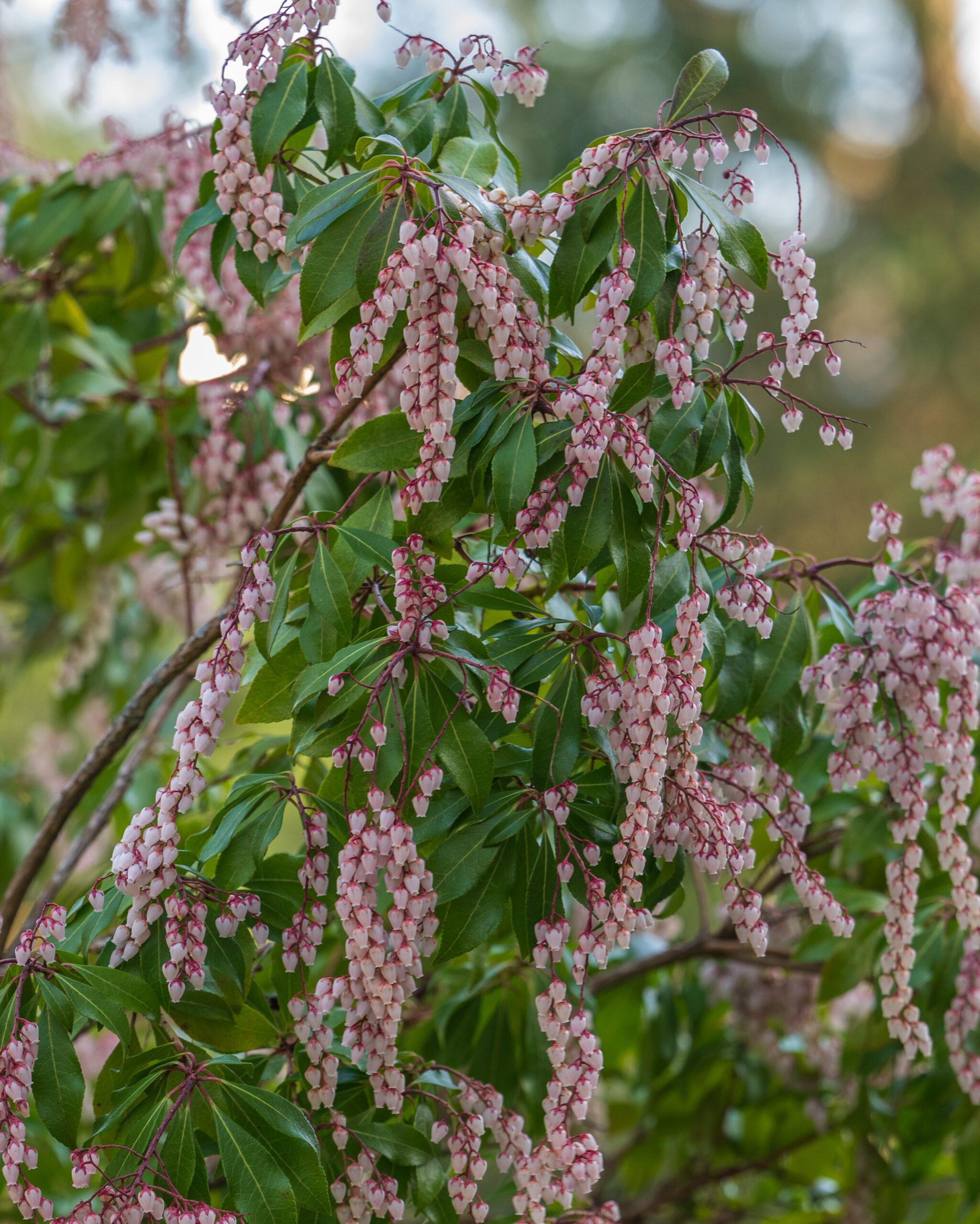 Garden_03-2024-Tercha-54