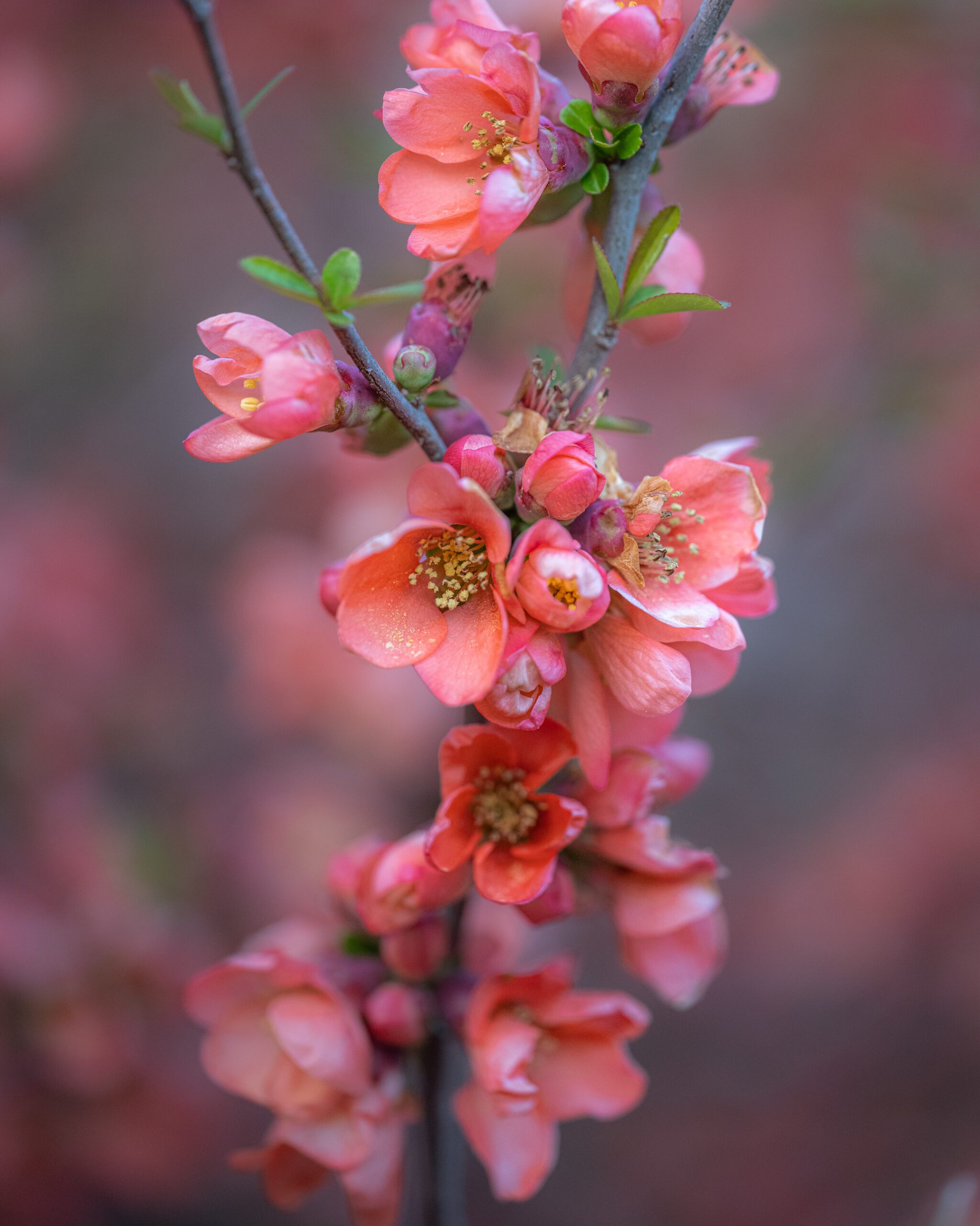 Garden_04-2022-Tercha-27