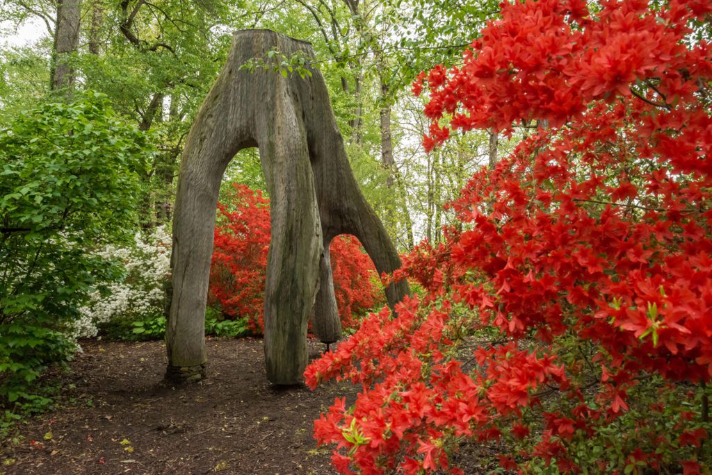 Flowers in the Enchanted Woods.