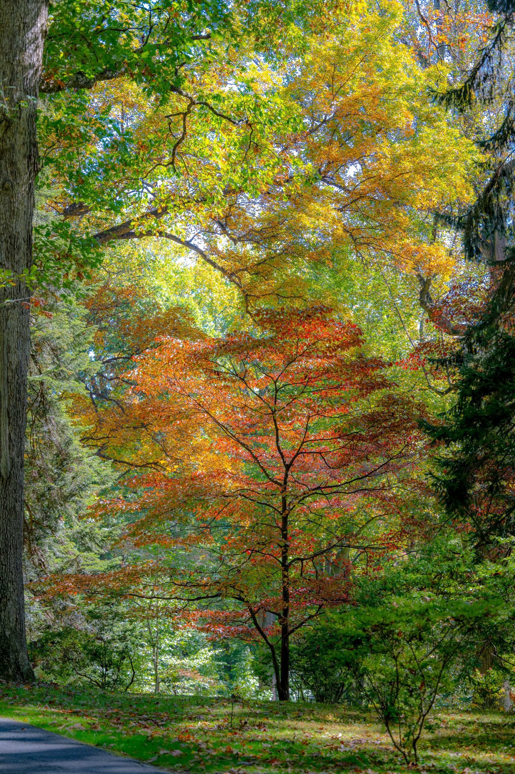 Garden_10-2022-Tercha-12