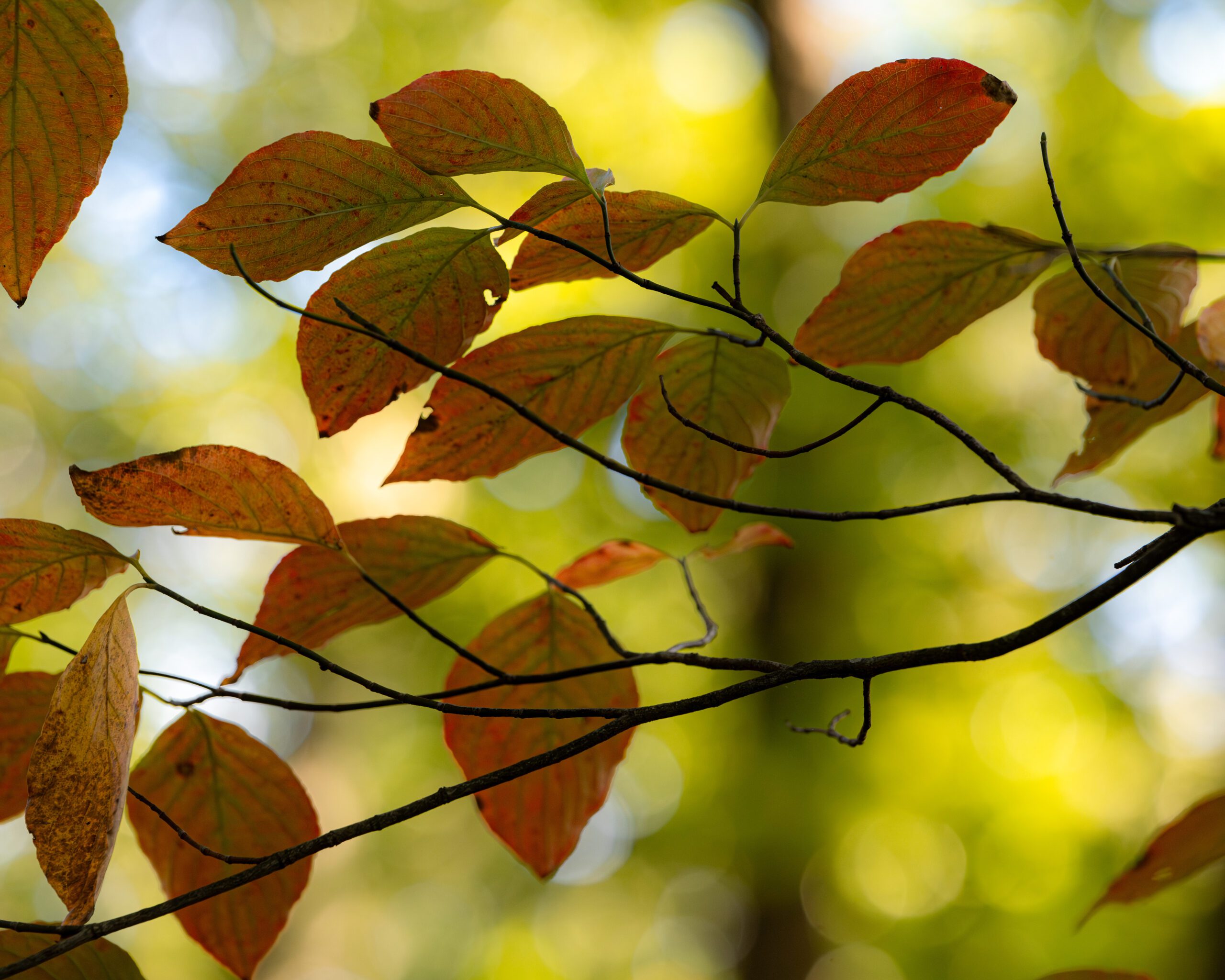 Garden_10-2023-Tercha-16