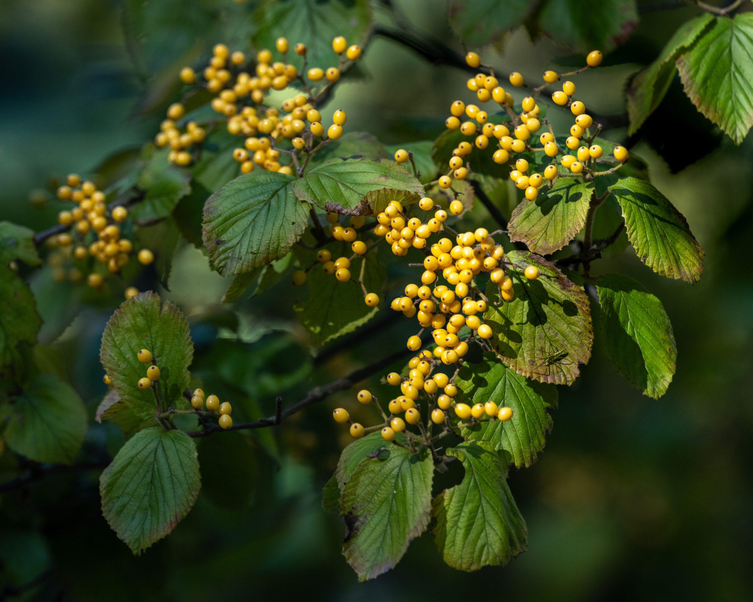 Garden_10-2023-Tercha-3