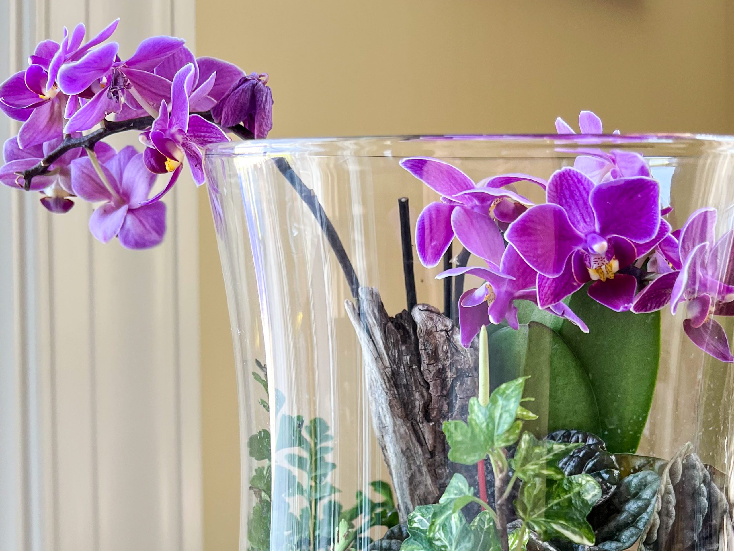 Trendy Terrariums Winterthur Museum, Garden & Library